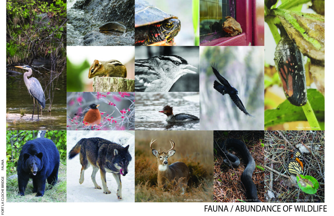 Poster with multiple photographs of different animal species